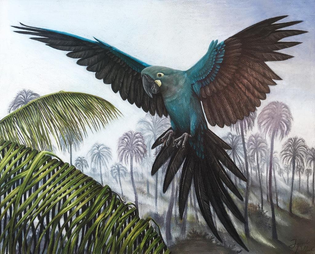 Glaucous Macaw Facts, Lifespan, Size Extinct Bird