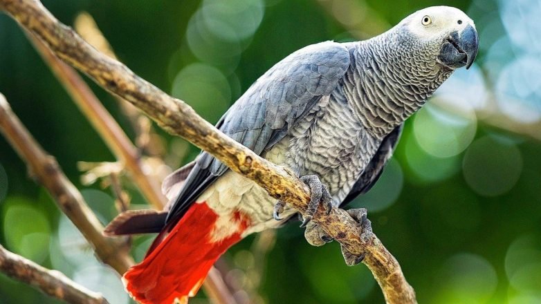 African Grey Parrot