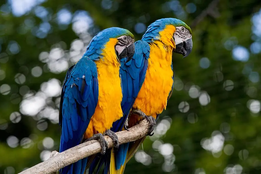 gold and blue macaw information