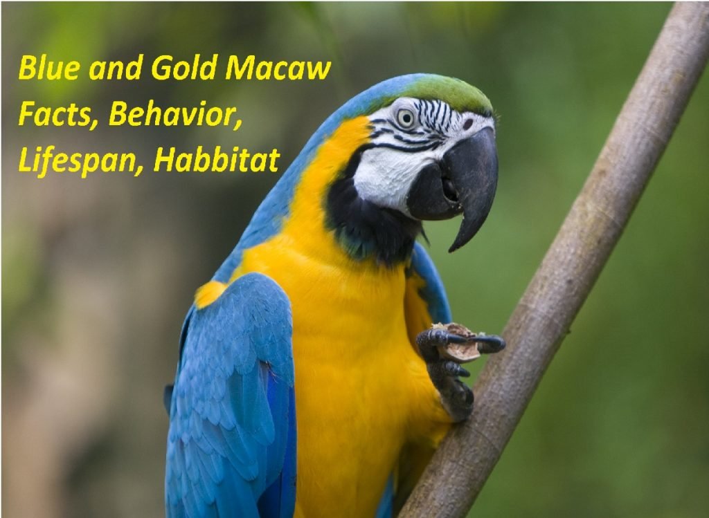 Blue and Gold Macaw Facts, Behavior, Lifespan, Habbitat