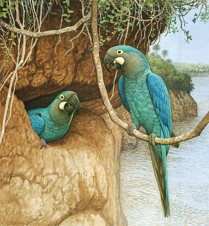 Glaucous Macaw
