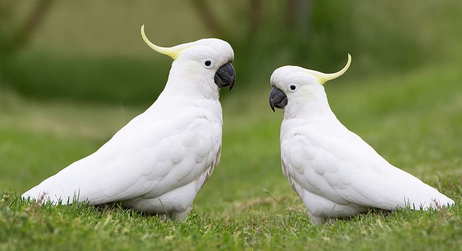 cockatoo information And Guide