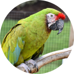 Military Macaw
