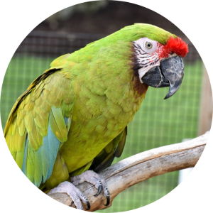 Military Macaw