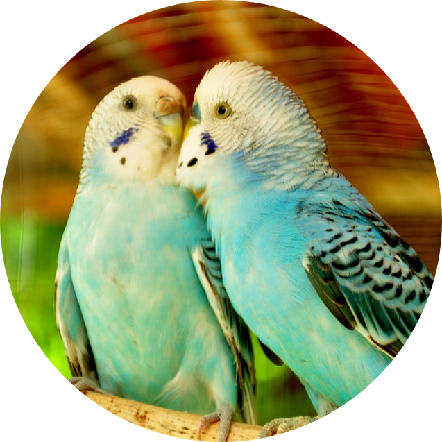 HOME | BEST PET BIRDS