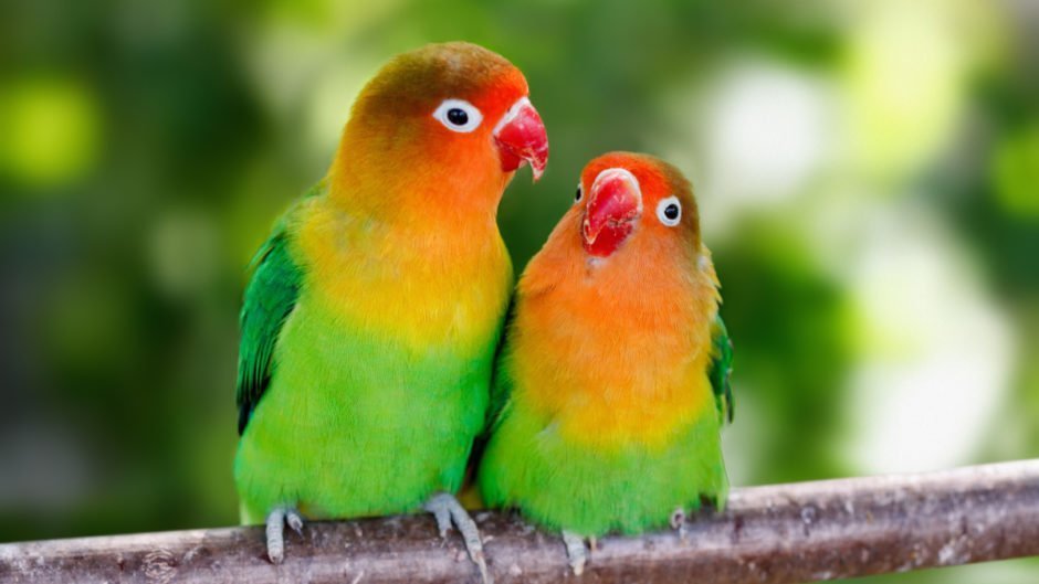 Best Pet Birds for Beginners | BEST PET BIRDS