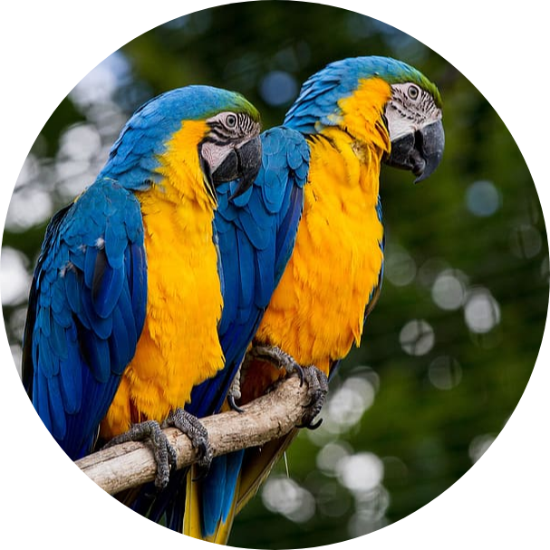 macaw information & guide