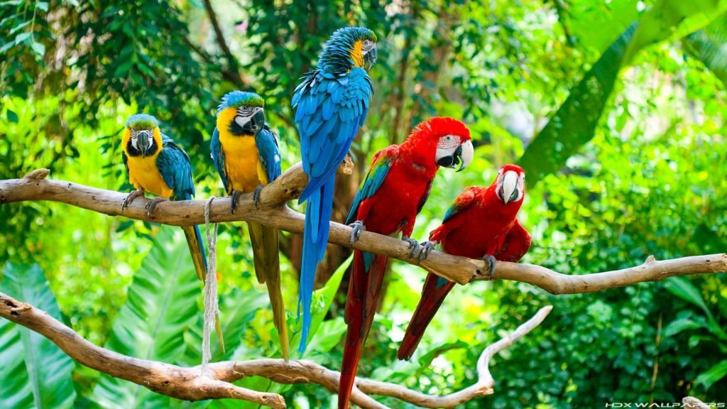 macaw parrot