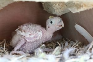 cockatoo baby