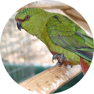 Austral Conure