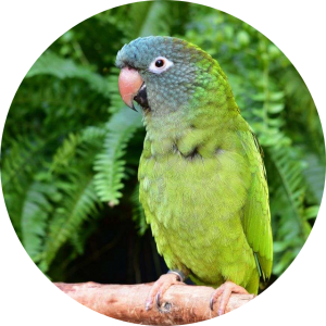 Blue-crowned Conure