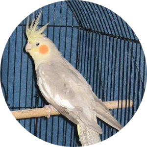 Cinnamon cockatiel