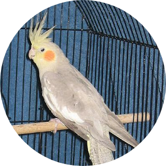 COCKATIELS | ALL INFORMATION | TYPES | BEST PET BIRDS