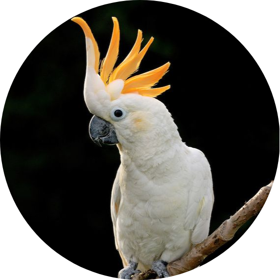 Citron Cockatoo