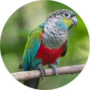 Crimson Bellied Conure
