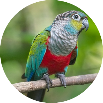 Crimson Bellied Conure