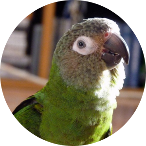 Dusky Conure