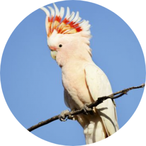 Major Mitchell's Cockatoo