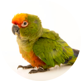 Golden-capped Conure