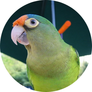 Half-Moon Conure
