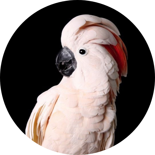 grey cockatoo price