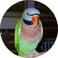 Mustached parakeet
