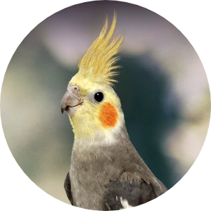 COCKATIELS | ALL INFORMATION | TYPES | BEST PET BIRDS