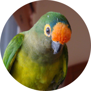 Peach fronted Conure