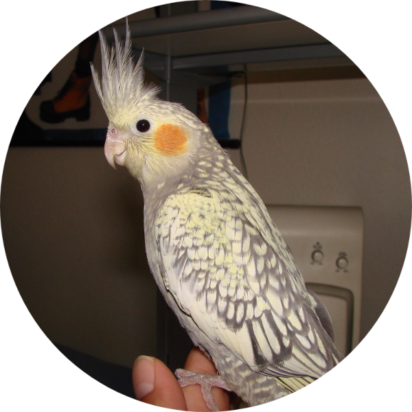 COCKATIELS | ALL INFORMATION | TYPES | BEST PET BIRDS