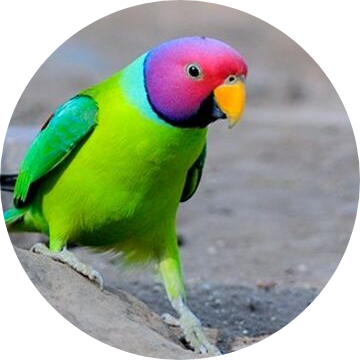 Plum headed parakeet