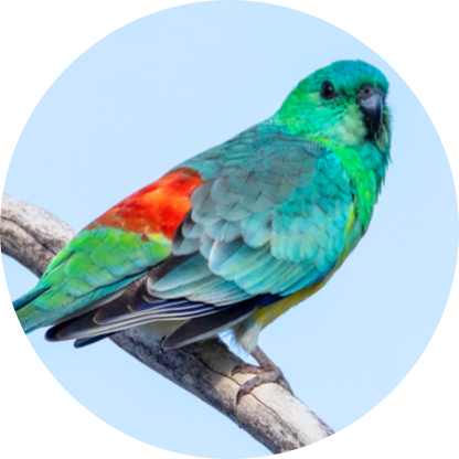 Red rump parakeet
