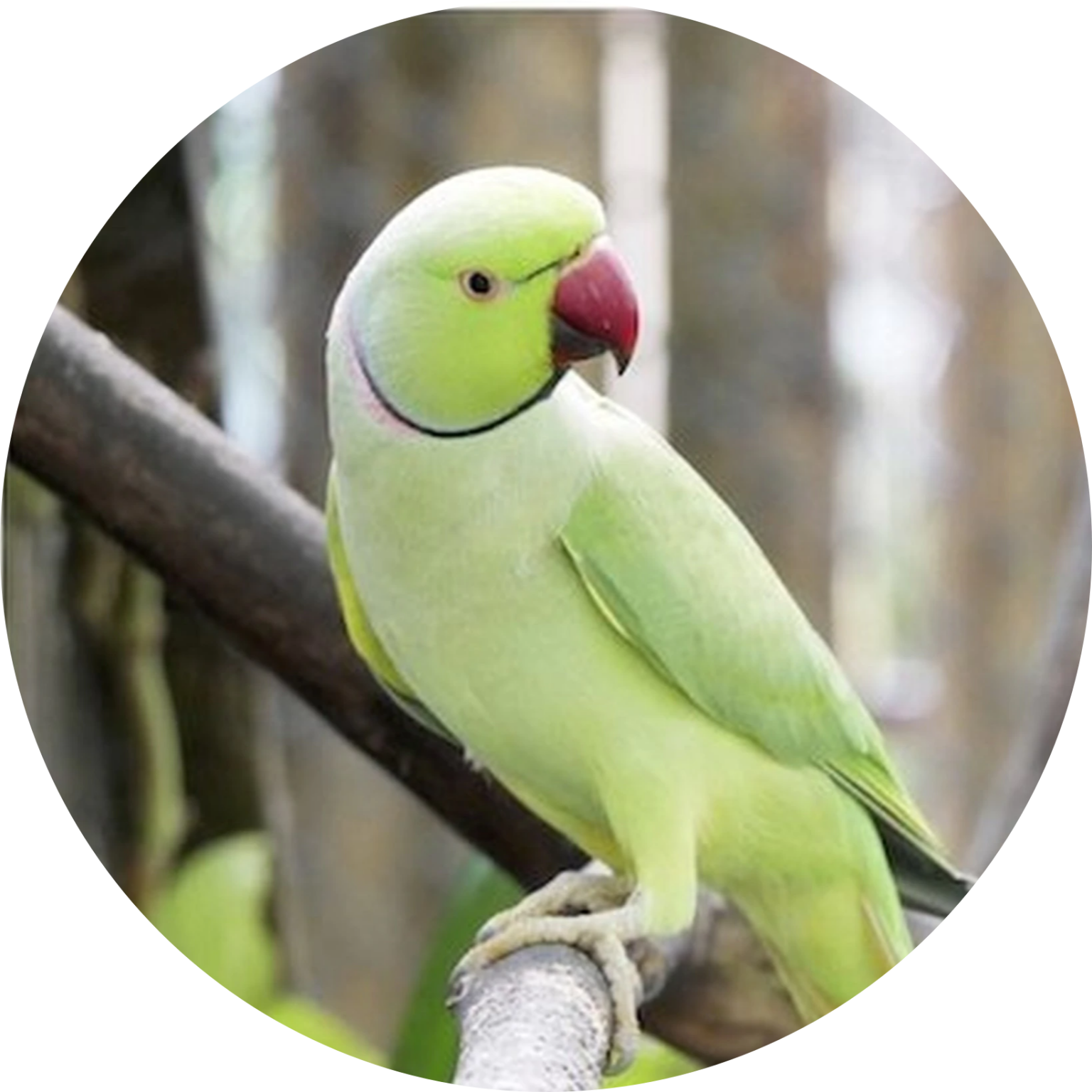 Ringneck parakeet