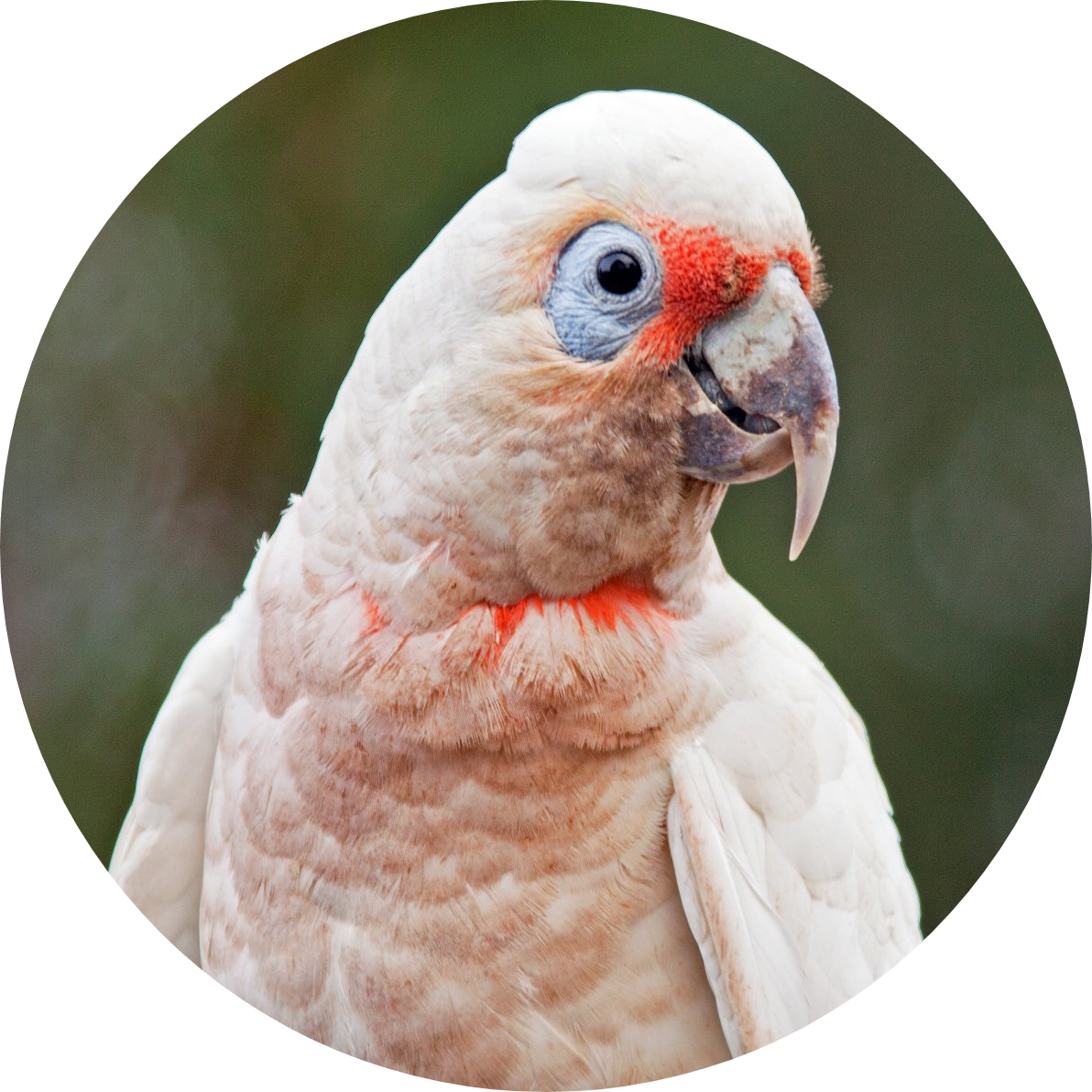 small cockatoo breeds