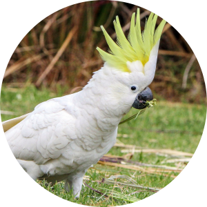 Sulphur Crested Cockatoo