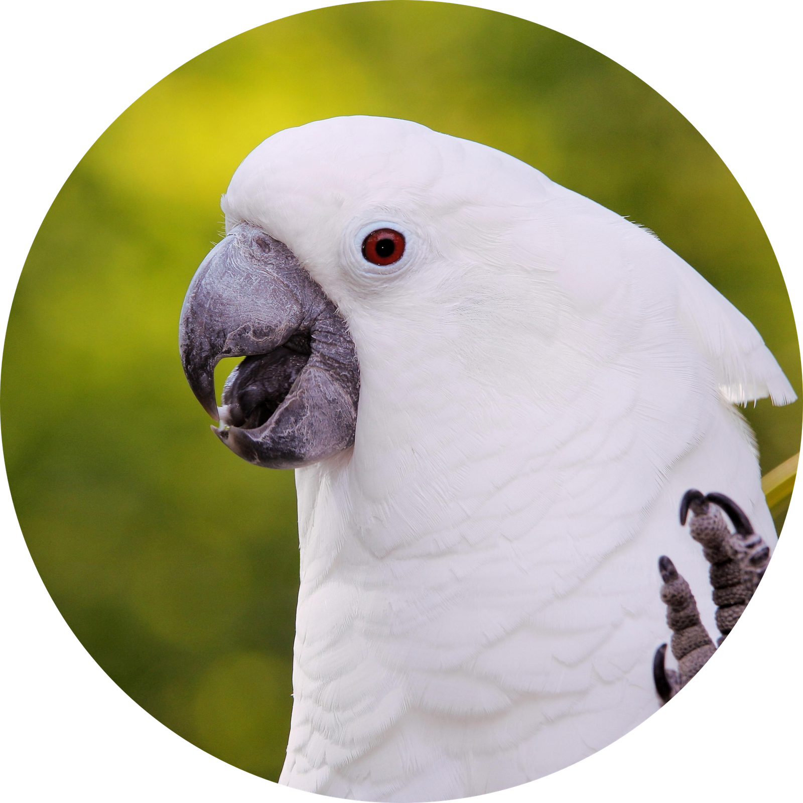 COCKATOO | BEST PET BIRDS