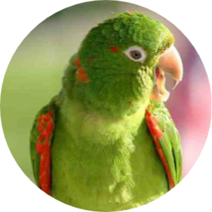 White eyed Conure