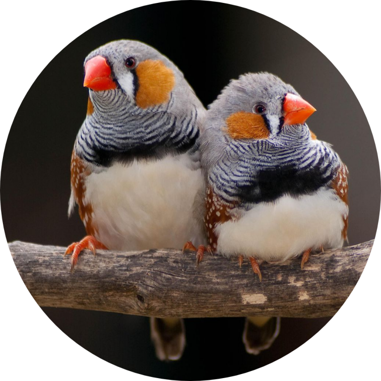 zebra finch and society finch together