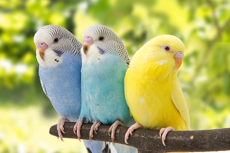 budgerigars information