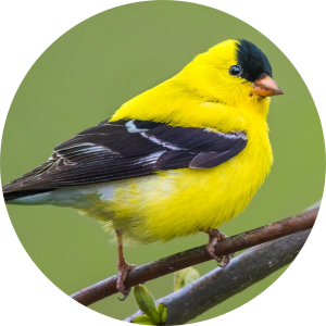 Goldfinch
