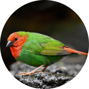 red headed parrot finch