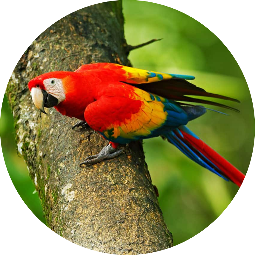 PET BIRDS INFORMATION | BEST PET BIRDS | EXOTIC BIRDS