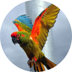 Red-Fronted Macaw