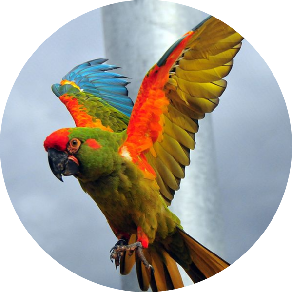 Red-Fronted Macaw