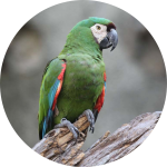 Chestnut-Fronted Macaw