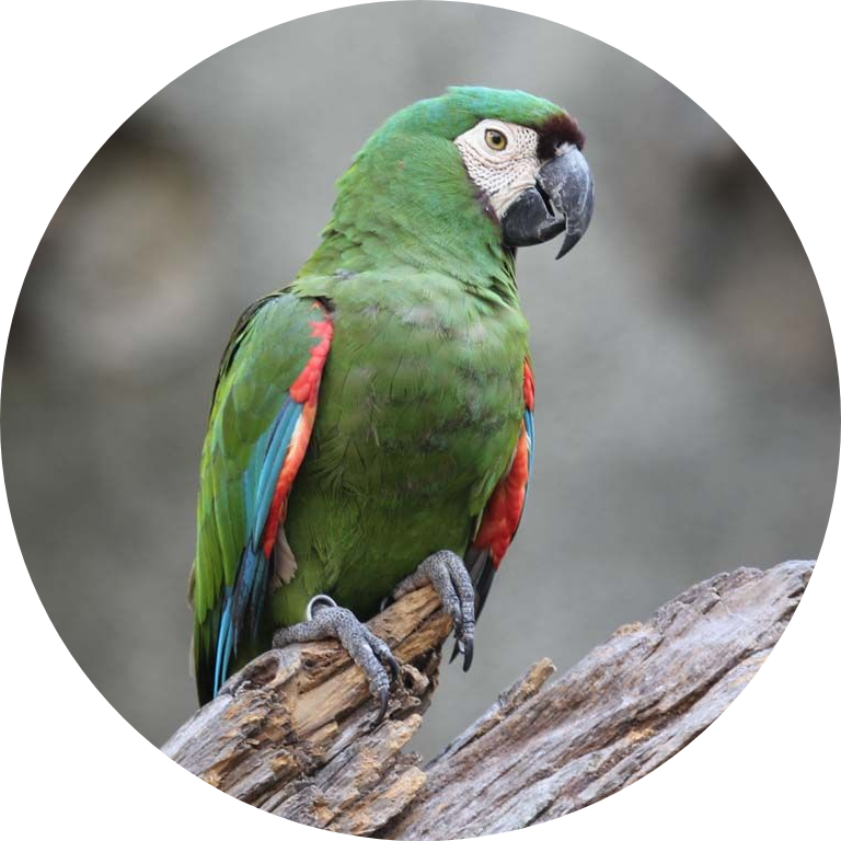Chestnut-Fronted Macaw