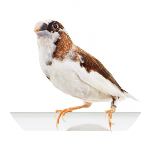 Society Finch