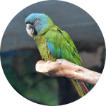 Blue-Headed Macaw