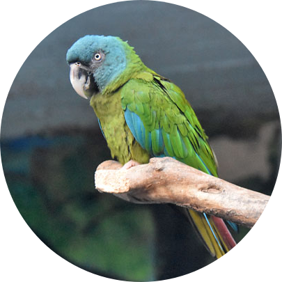 Blue-Headed Macaw