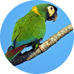 Yellow-Collared Macaw