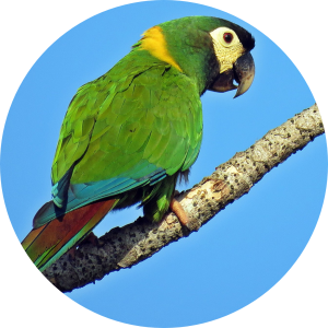 Yellow-Collared Macaw